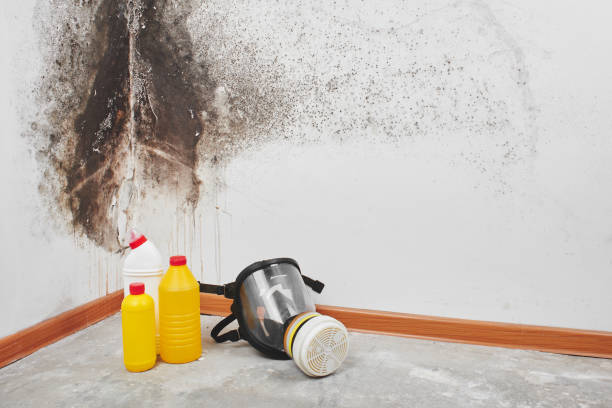 Best Mold Damage Repair  in Kula, HI