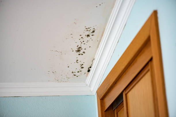 Best Office Mold Removal Services  in Kula, HI