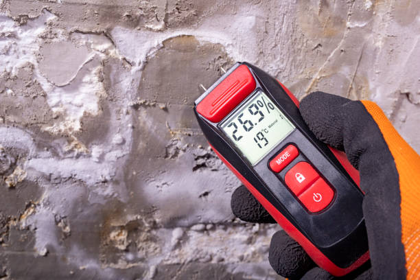 Best Home Mold Removal  in Kula, HI