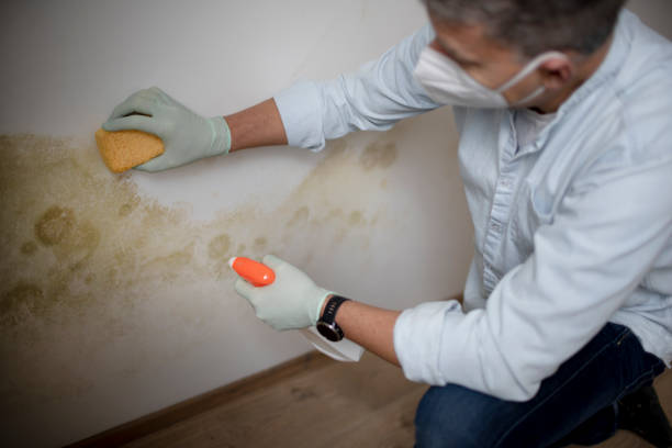 Best Attic Mold Removal  in Kula, HI