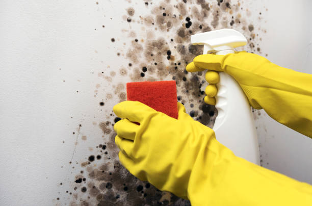 Best Residential Mold Removal  in Kula, HI