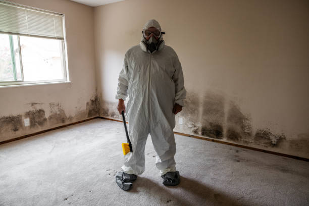 Best Office Mold Removal Services  in Kula, HI