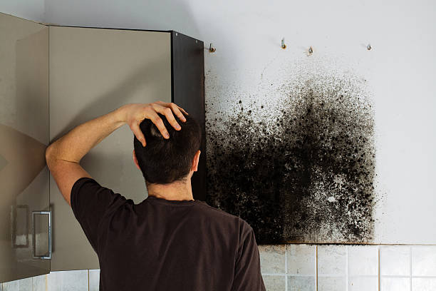 Best Mold Cleaning Services  in Kula, HI