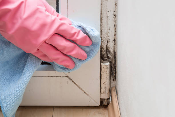 Best Residential Mold Removal  in Kula, HI